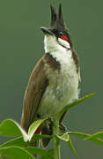 Red-whiskered Bulbul