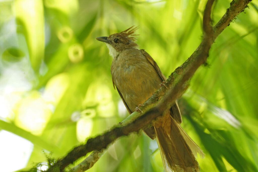 Bulbul pâle, identification