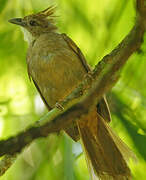 Puff-throated Bulbul