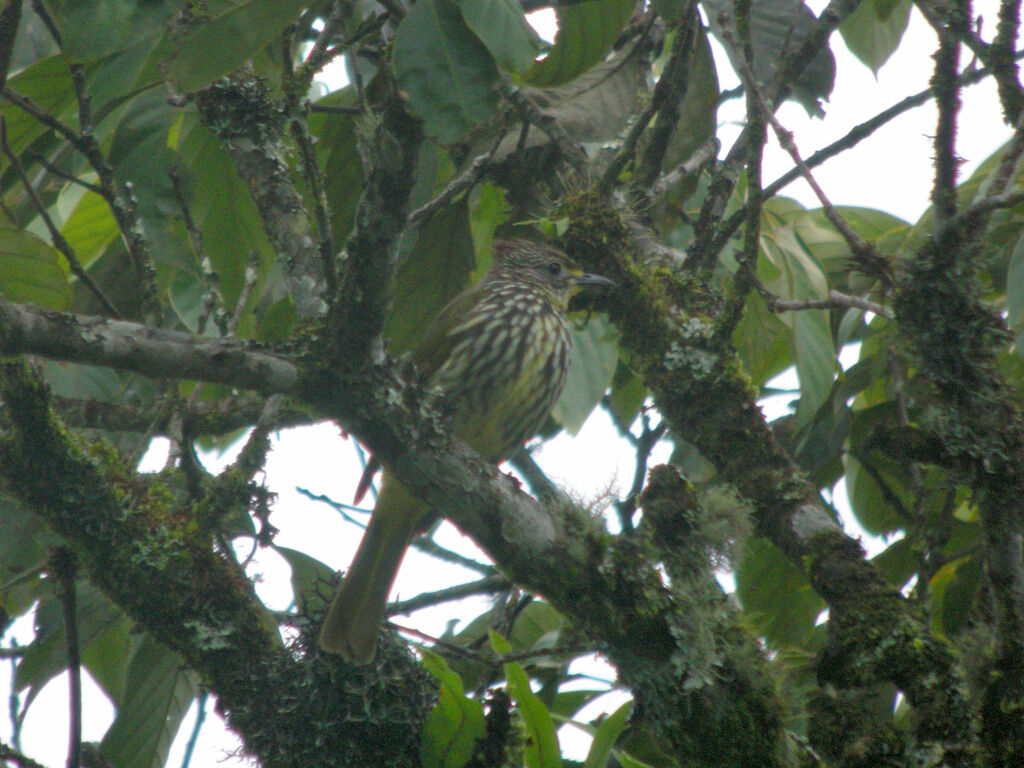 Bulbul strié