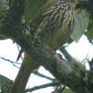 Bulbul strié