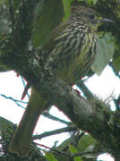 Striated Bulbul