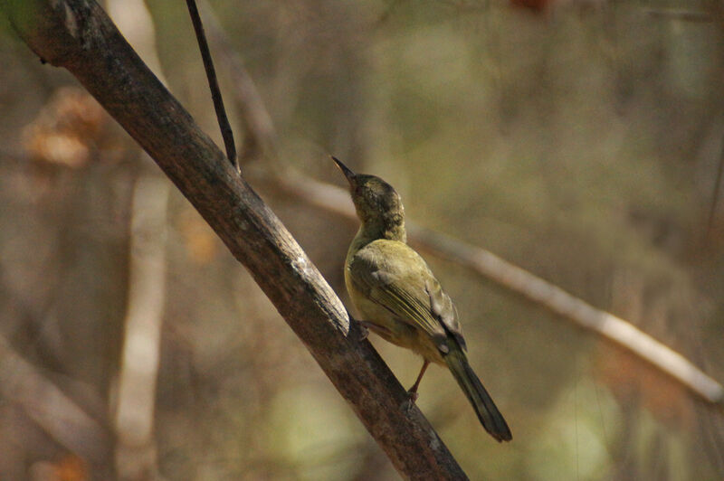 Long-billed Bernieria