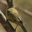 Bulbul tétraka