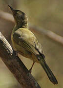 Long-billed Bernieria