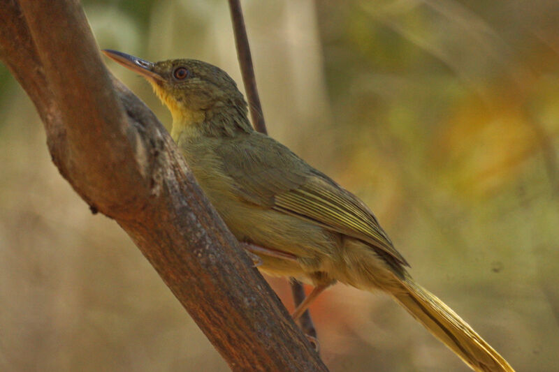 Long-billed Bernieria