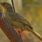 Bulbul tétraka