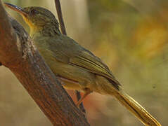 Long-billed Bernieria