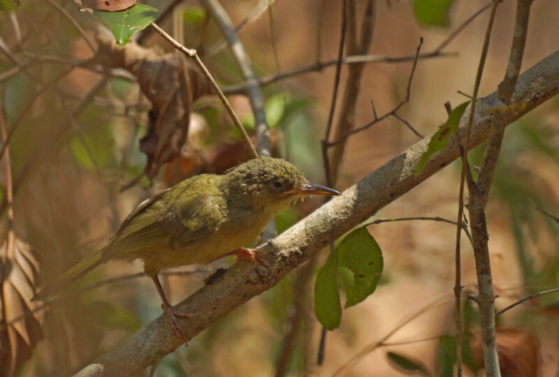 Long-billed Bernieria