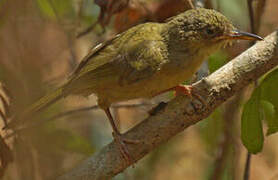 Long-billed Bernieria