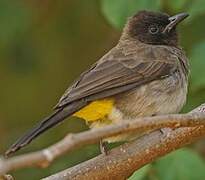 Dark-capped Bulbul