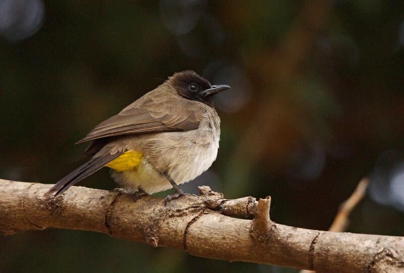 Dark-capped Bulbul