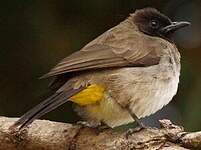 Bulbul tricolore