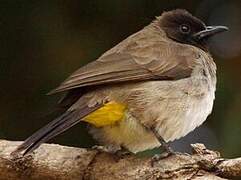 Dark-capped Bulbul