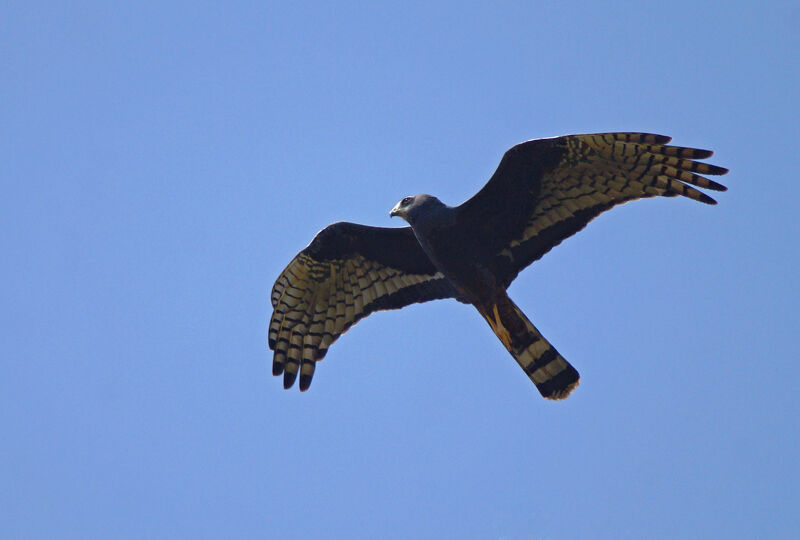 Long-winged Harrier