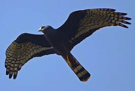 Long-winged Harrier