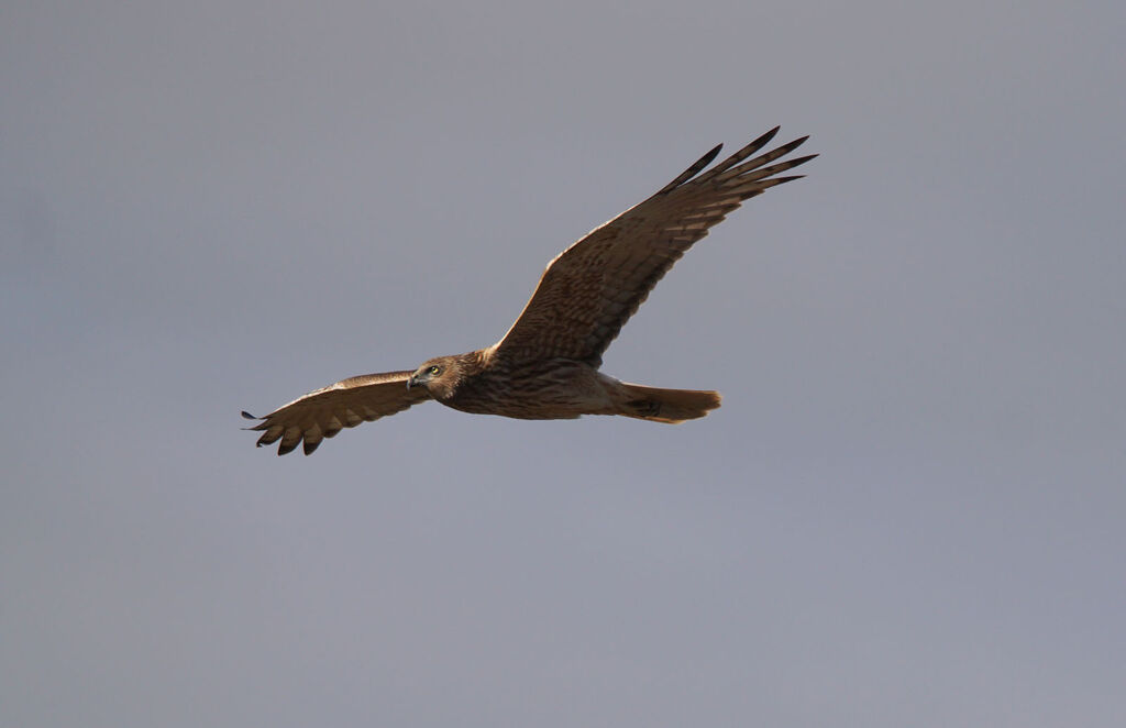 Swamp Harrier, Flight