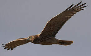 Swamp Harrier