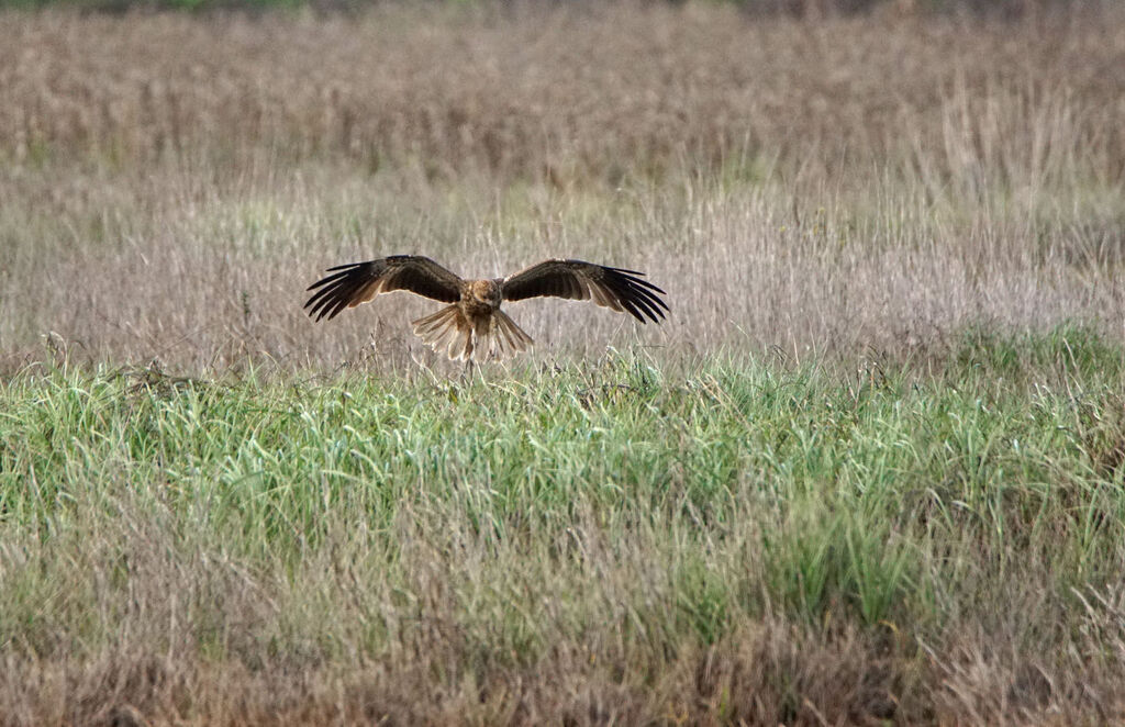 Swamp Harrier