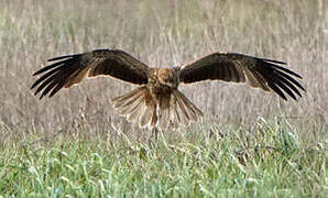 Swamp Harrier