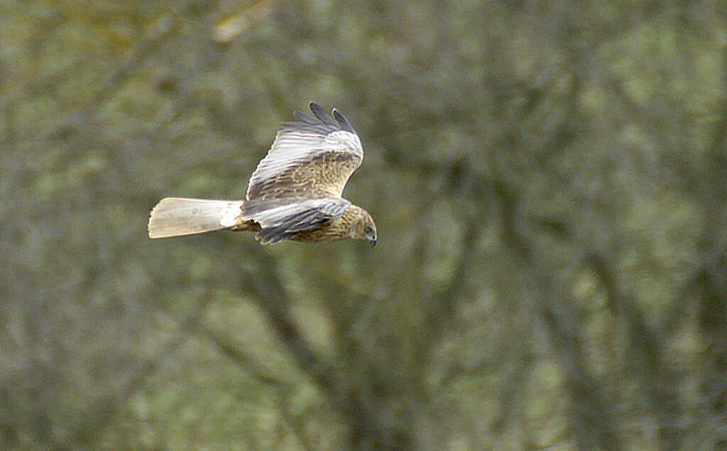 Western Marsh Harrier