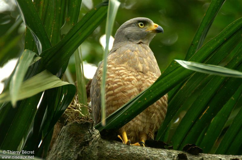 Roadside Hawk