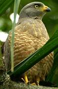 Roadside Hawk