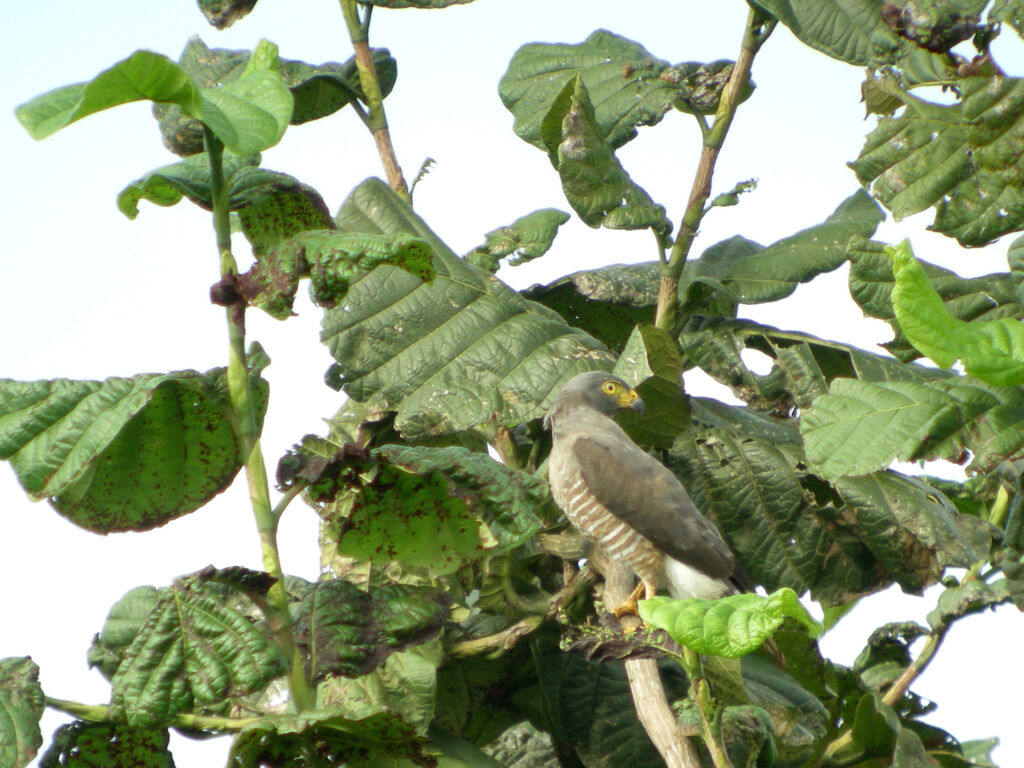 Roadside Hawk