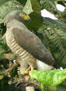 Roadside Hawk