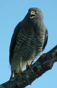 Roadside Hawk