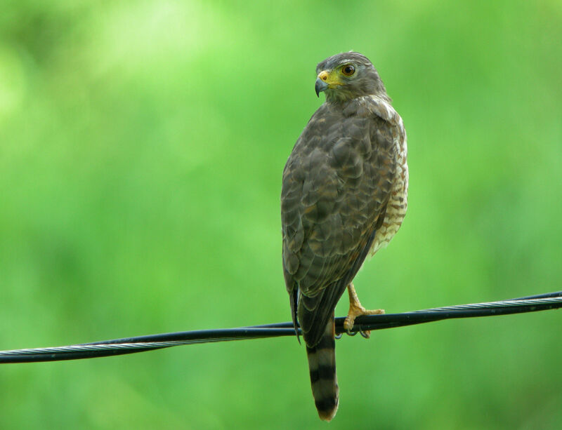 Roadside Hawk