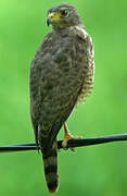 Roadside Hawk