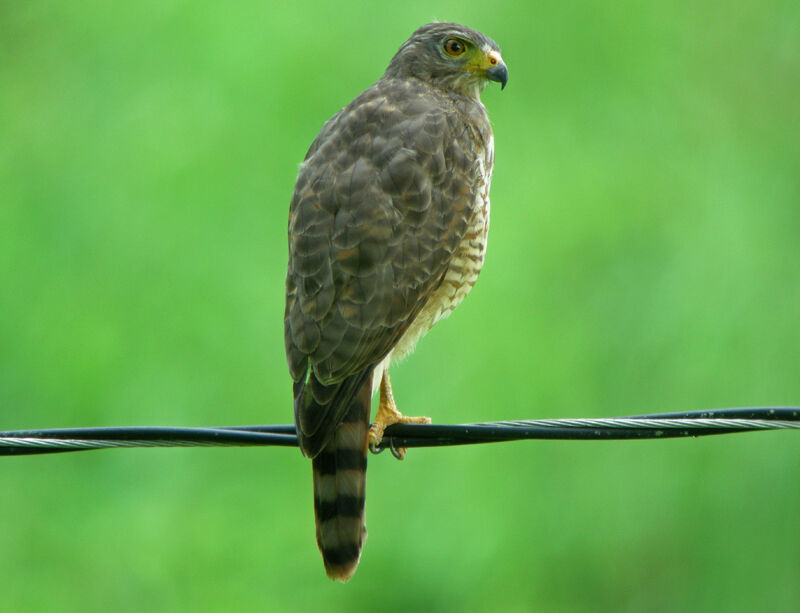 Roadside Hawk