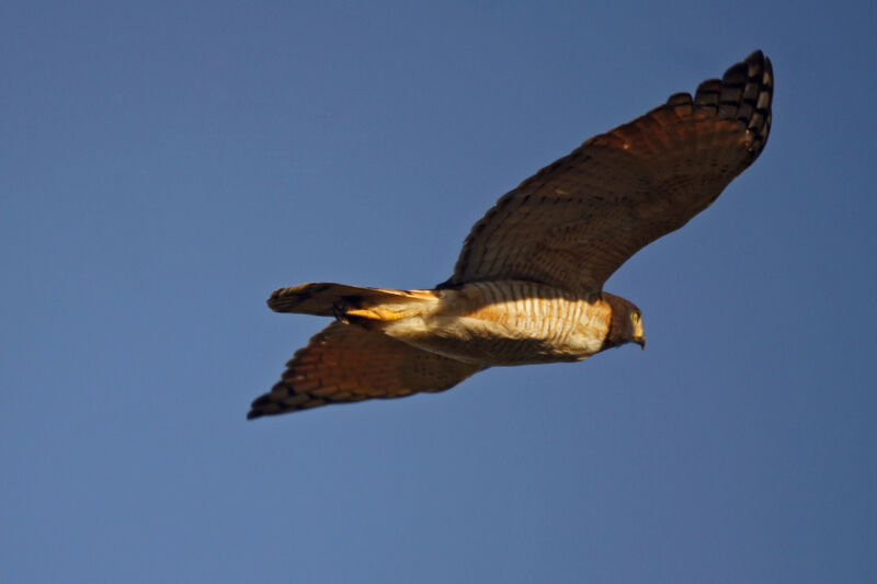 Roadside Hawk, Flight