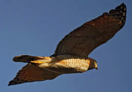 Roadside Hawk