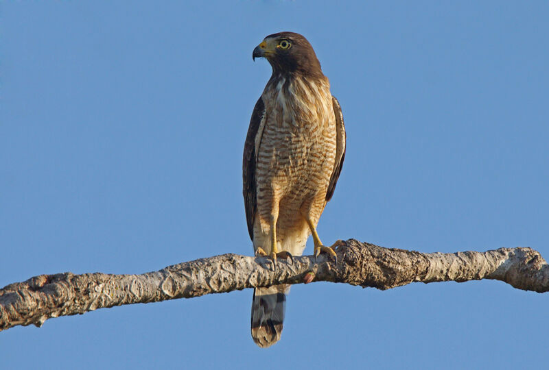 Roadside Hawk