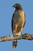 Roadside Hawk