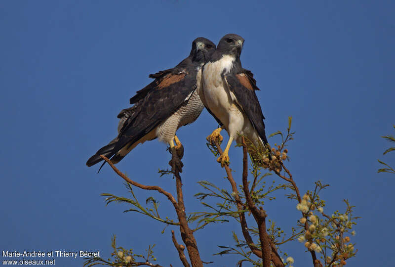 White-tailed Hawkadult, pigmentation, Behaviour