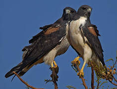 White-tailed Hawk