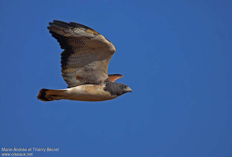 White-tailed Hawkadult, Flight