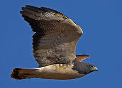 White-tailed Hawk