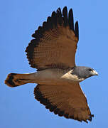 White-tailed Hawk