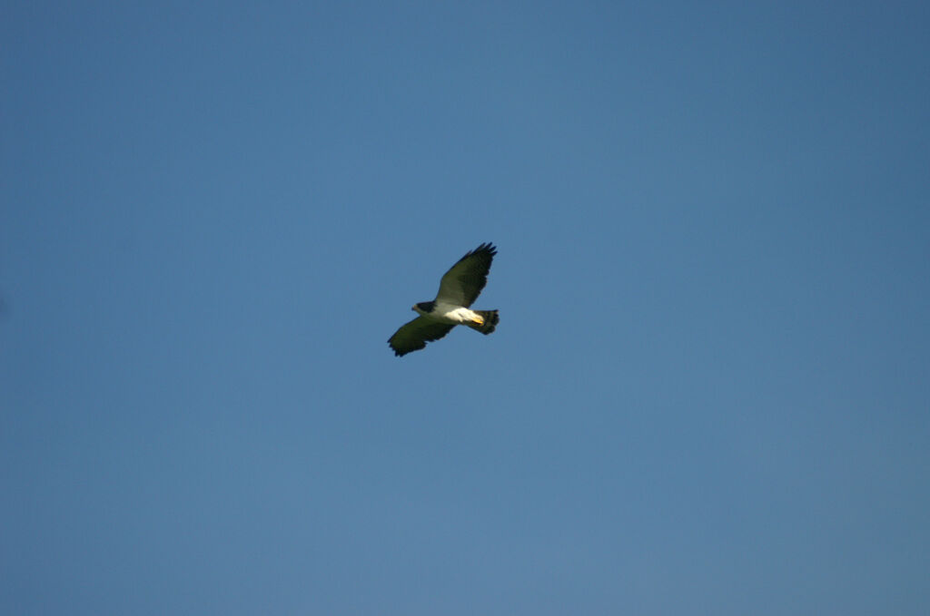 Short-tailed Hawk