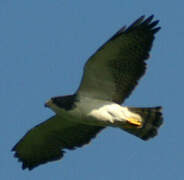 Short-tailed Hawk