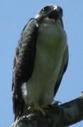 Short-tailed Hawk