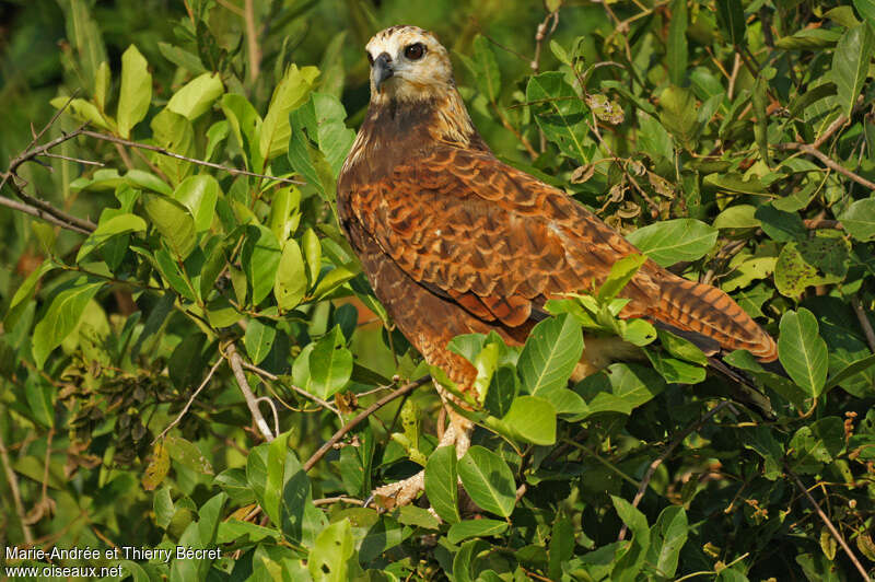 Black-collared Hawkjuvenile, identification