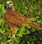 Black-collared Hawk