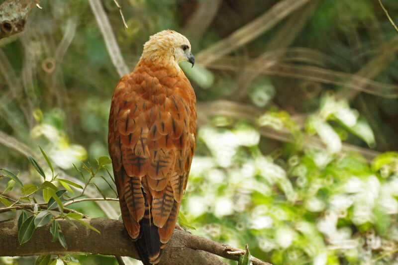 Black-collared Hawk