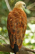 Black-collared Hawk