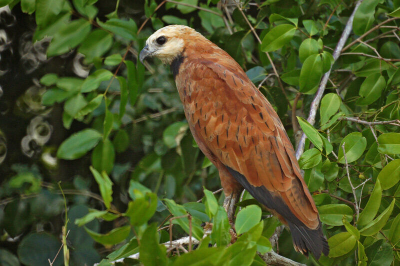 Black-collared Hawk